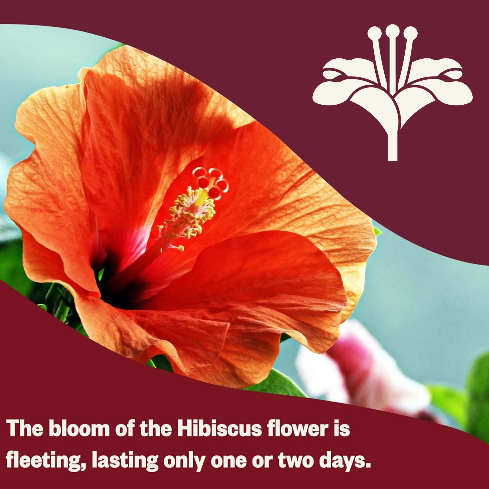 2 packs-Luoshen flower tea bag, decaffeinated herbal tea bag, rich in antioxidants, tea lovers' gift, antioxidant rich mixture - Image 2